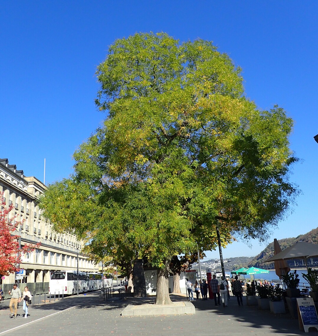 Mchtiger Solitrbaum in Koblenz am Rhein