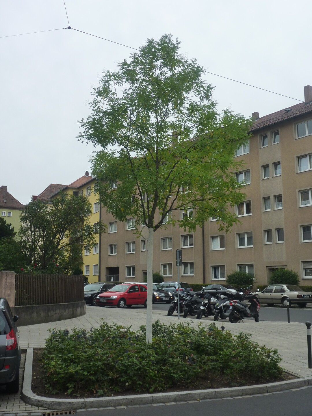Frisch gepflanzter Schnurbaum in Nrnberg