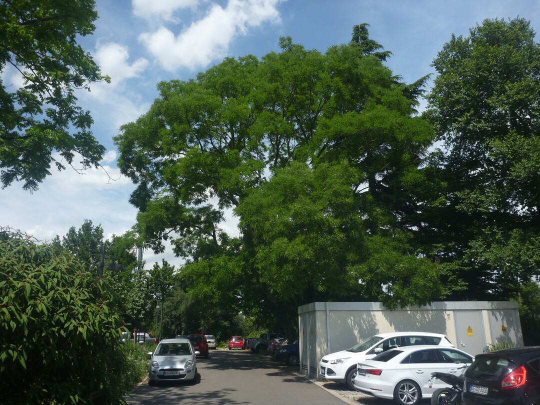 Schattenbaum am Parkplatz