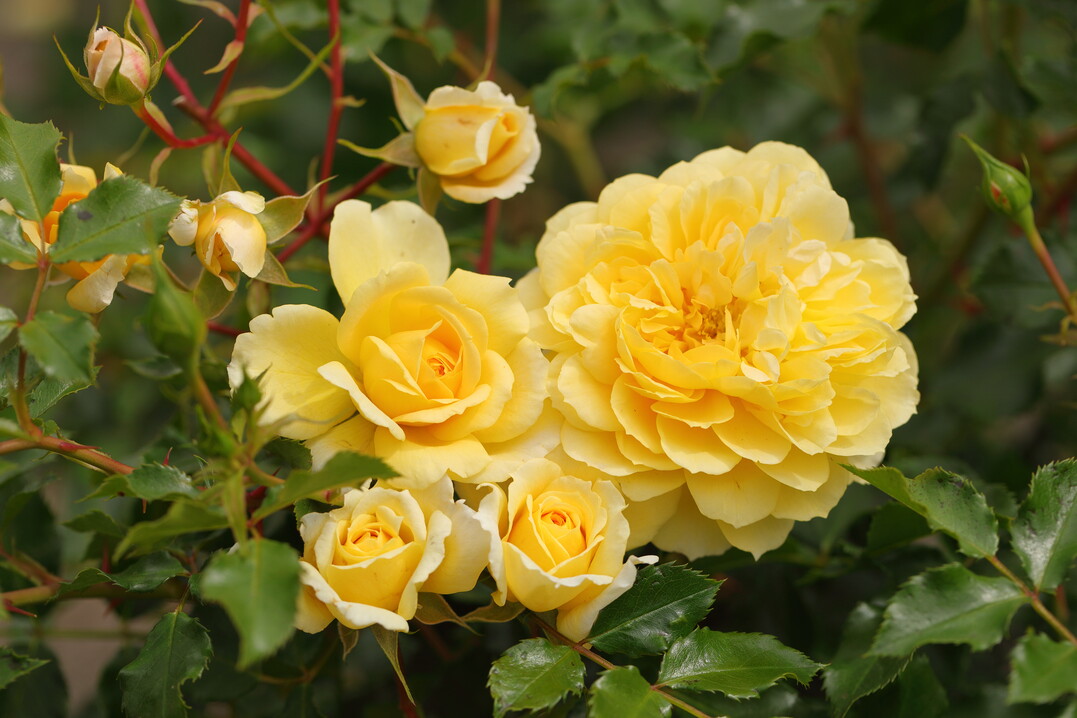 Spinelli: Die gelb blhende Strauchrose Spinelli wird diesen Sommer auf der Bundesgartenschau in Mannheim feierlich getauft, entsprechend zu dem Buga-Gelnde Spinelli-Park. Mit ihrer gelben Bltenfarbe (6 bis 8 cm Durchmesser) zeigt sie eine groe Strahlkraft. Sie wird 120 bis 150 cm hoch und duftet leicht. Sie ist blattgesund und robust gegen Mehltau und Sternrutau. Verwendung: Beete, dichte Hecken.
