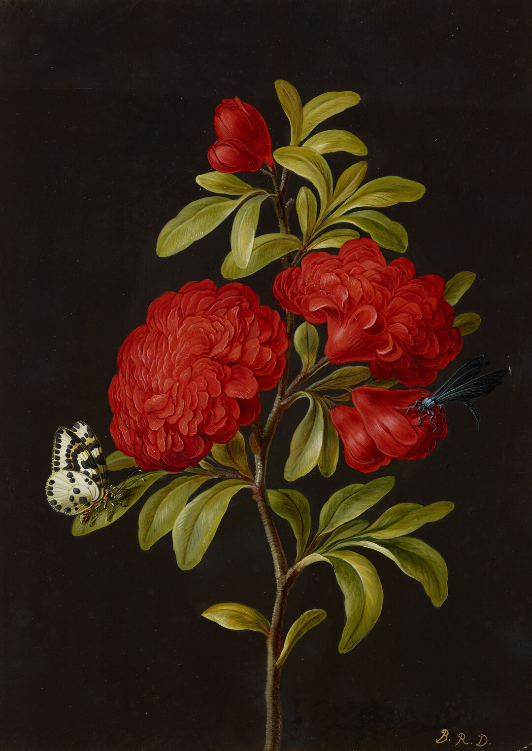 Barbara Regina Dietzsch (vor 17061783) Blhender Granatenbaumzweig mit Stachelbeer-Harlekin und blauer Wasserjungfer, um die Mitte des 18. Jahrhunderts (?) Aquarell, Deckfarben, Gummi arabicum auf dunkelbraun grundiertem Pergament, 28,9 x 20,8 cm Kupferstichkabinett  Staatliche Museen zu Berlin