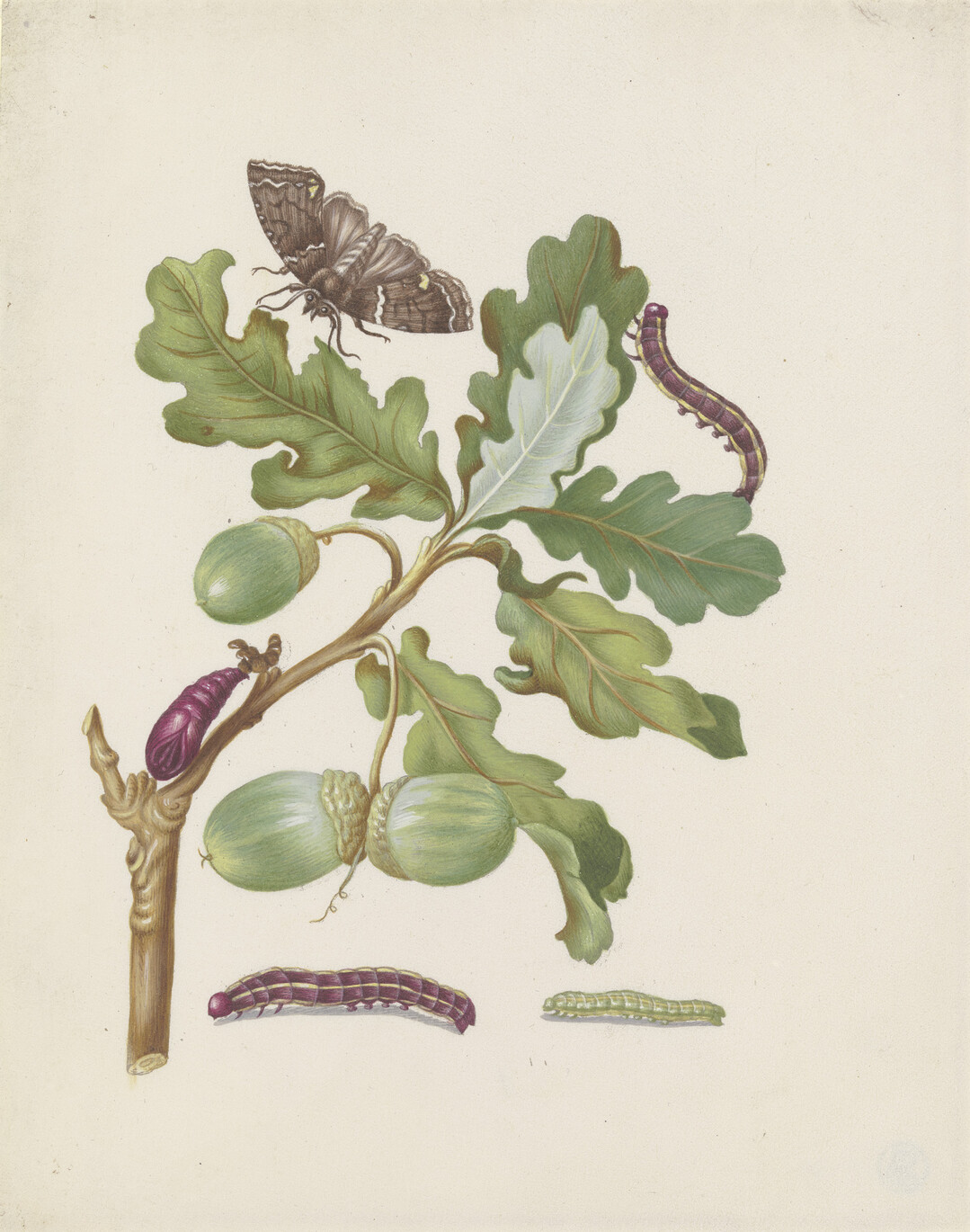 Maria Sibylla Merian (16471717): Eichenzweig mit Eulenfalter, Raupen und Puppe, nach 1679 Aquarell und Deckfarben, ber Umdruck, auf Pergament.