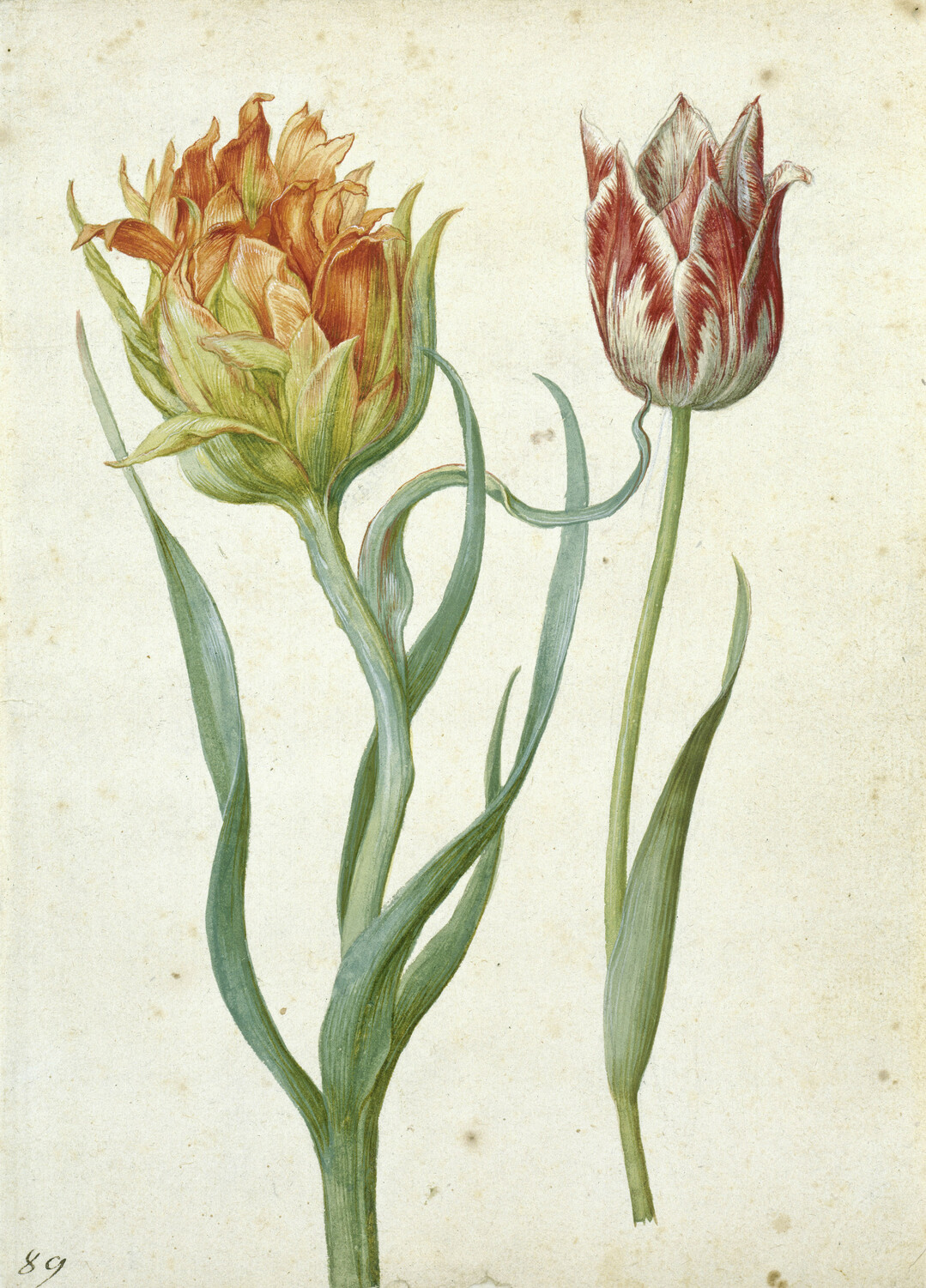 Georg Flegel (15661638): Zwei Tulpen, ca. 1620-1630 Aquarell und Deckfarben mit Weihhung auf Papier ber Vorzeichnung mit schwarzem Stift, 23 x 16,8 cm Kupferstichkabinett  Staatliche Museen zu Berlin.
