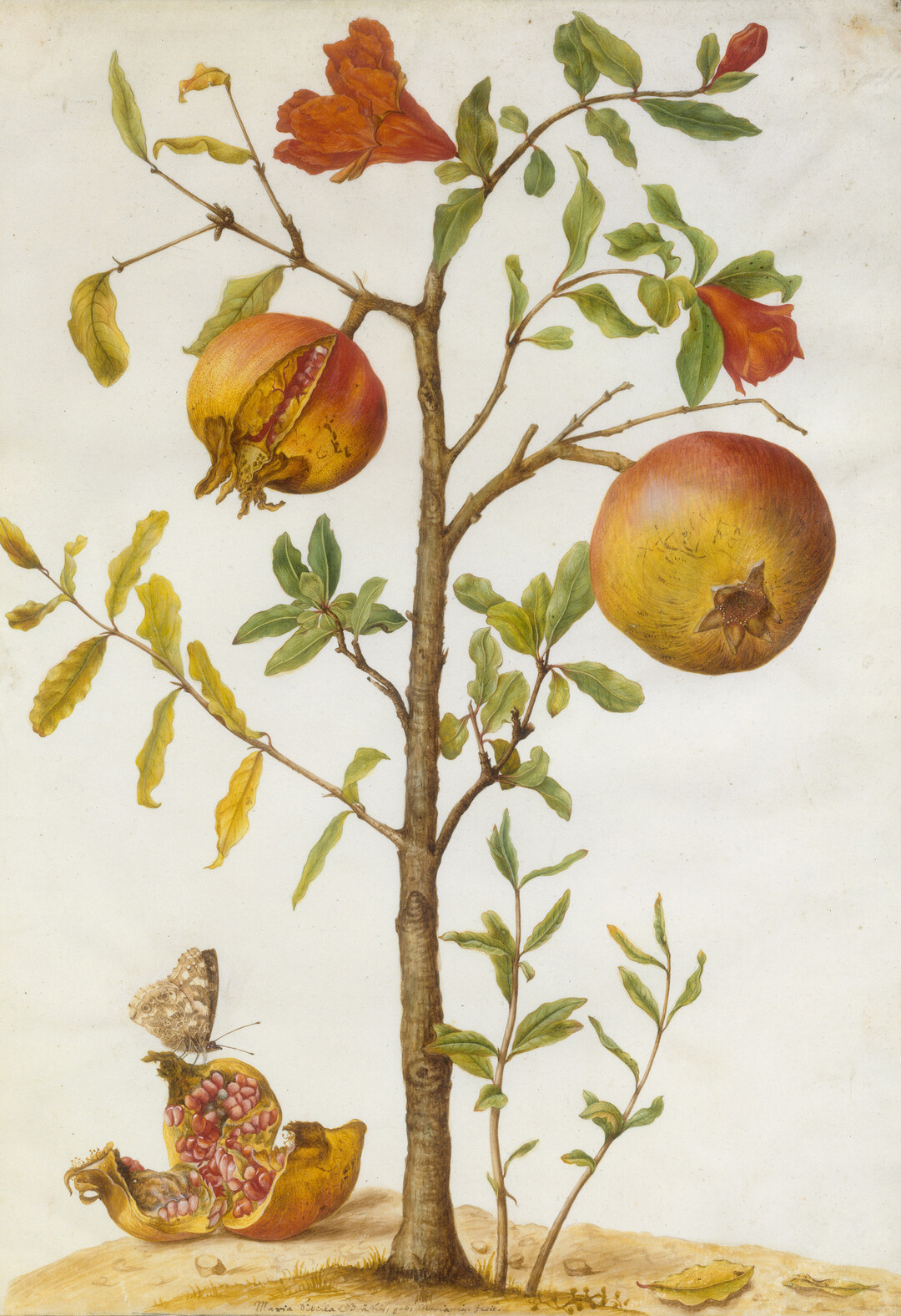Maria Sibylla Merian (16471717) Granatapfelbumchen, ca. 16651685 Deckfarben auf Pergament, 46 x 30,8 cm Bibliothque Nationale, Paris