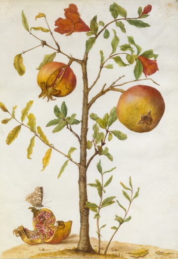 Maria Sibylla Merian (16471717) Granatapfelbumchen, ca. 16651685 Deckfarben auf Pergament, 46 x 30,8 cm Bibliothque Nationale, Paris