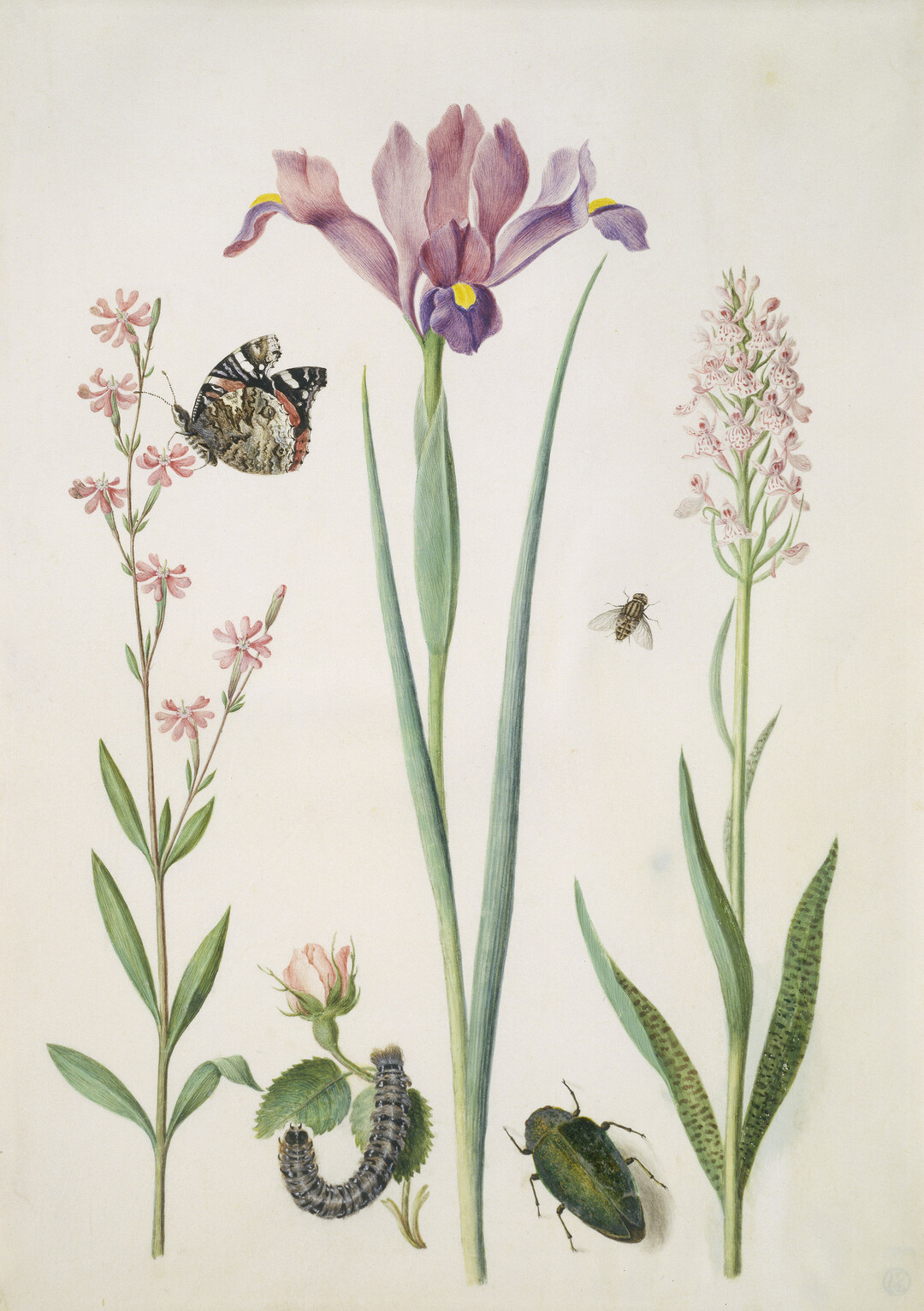 Maria Sibylla Merian (16471717) (Umkreis) Pechnelke mit Admiral, kleine Rose mit Raupe, Iris, geflecktes Knabenkraut, Schwebfliege und ein Prachtkfer, nach 1691 (?) Aquarell und Deckfarben, auf Pergament, 36,8 x 25,8 cm Stdel Museum, Frankfurt am Main