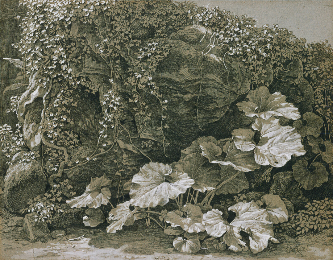 Johann Christian Reinhart (17611847) Groe Blattpflanzen an efeuumrankter Felsgrotte, um 17971805 Schwarzer Stift und Deckwei auf blulich-braunem Papier, 31,7 x 40,5 cm Kupferstichkabinett  Staatliche Museen zu Berlin