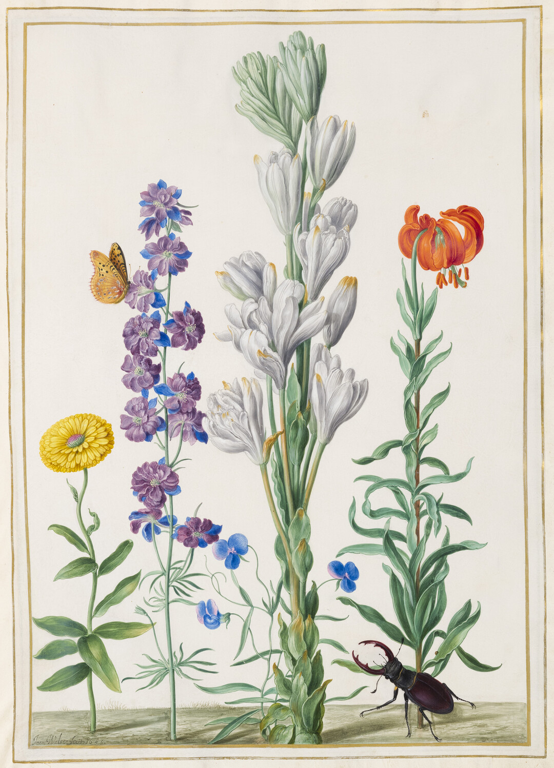Johann Walter der ltere (16031676/7) Ringelblume, gefllter Rittersporn, Wicke, gefllte Madonnenlilie, Krainer Lilie, Hirschkfer, 1655 (Florilegium des Grafen von Nassau-Idstein, Bd. 2, fol. 45) Deckfarben auf Pergament, 45 x 33 cm Stdel Museum, Frankfurt am Main