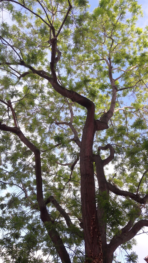 Dieser hohe Japanische Schnurbaum gedeiht mitten in der Stadt - in einer zirka 3 x 3 m groen artenreich bepflanzten Baumscheibe.