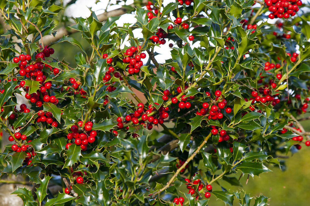 Ilex aquifolium ist Baum des Jahres 2021: Ein Immergrner in mitteleuropischen Wldern.