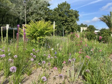 Neues klimaresilientes Staudenbeet im Maxipark geplant von Joachim Hegmann.