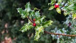 Ein Pflanze der Weihnachtszeit ist die Stechpalme (Ilex aquifolium). Nur die weiblichen Pflanzen tragen die charakteristischen roten Beeren.