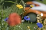 Heimische Blumen machen den Garten bunt und abwechslungsreich und bieten
zudem Nahrung für Bienen, Hummeln & Co.