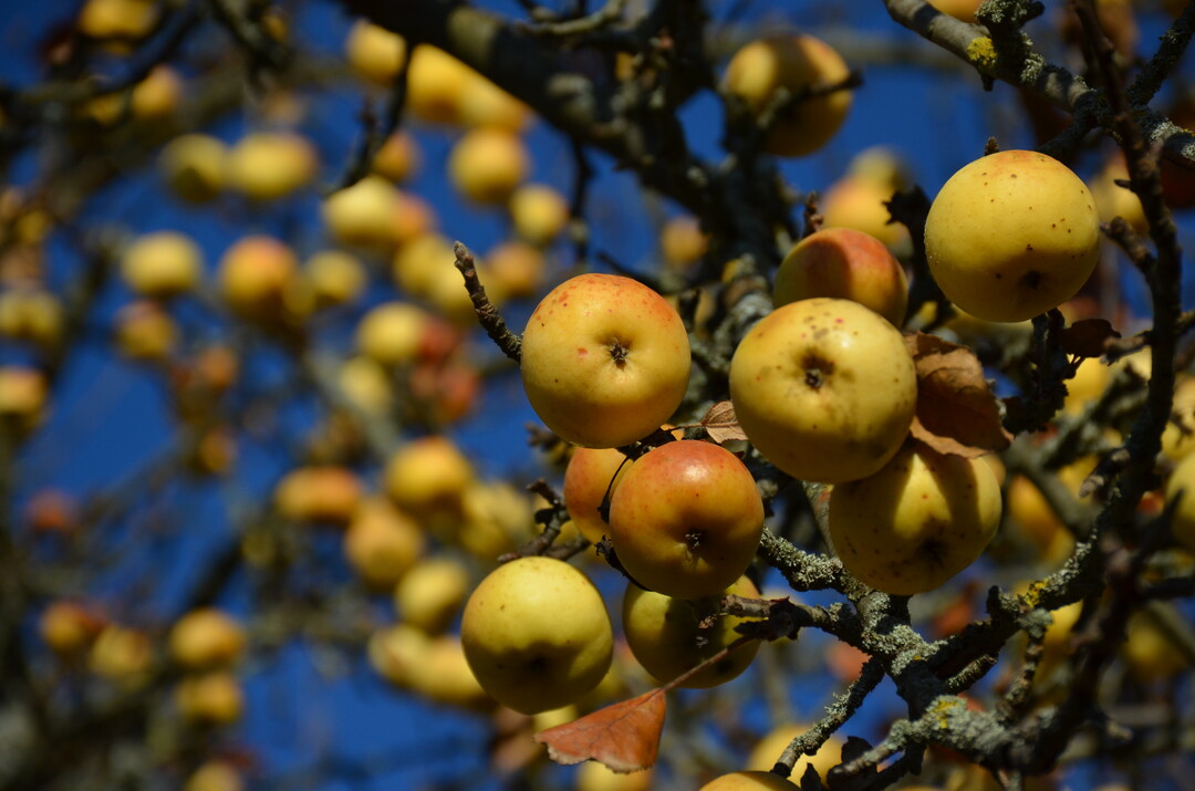 Die alten Apfelsorten von Streuobstwiesen sind oft die besten fr Apfelallergiker.