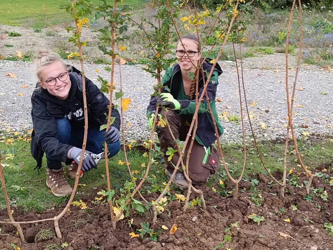 Studentinnen pflanzen eine Flechthecke