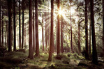 Fototapete "Sunbeam through Trees" von Photowall.