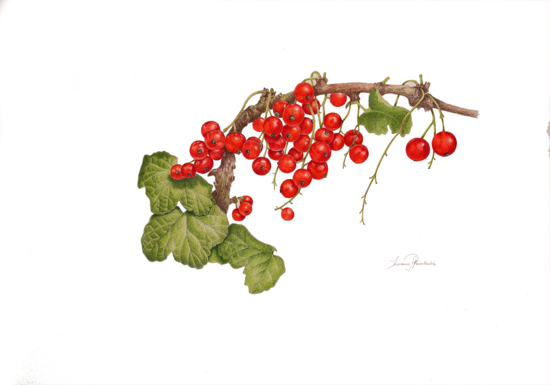 Susanne Pfannkuche - Rote Johannisbeere "Jonkher van Tets" - Farbstiftzeichnung