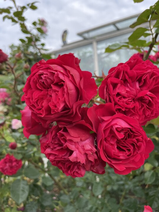 Rote Rose mit nostalgischen gefllten Blten. Wchst als niedrige Kletterrose (1 bis 2 m) oder groe Strauchrose. Symbol of Love passt gut in grere Beeten, wirkt aber auch schn in Solitrstellung. Gesunde und robuste Rose. Dunkelgrne, glnzende Bltter.<br>
