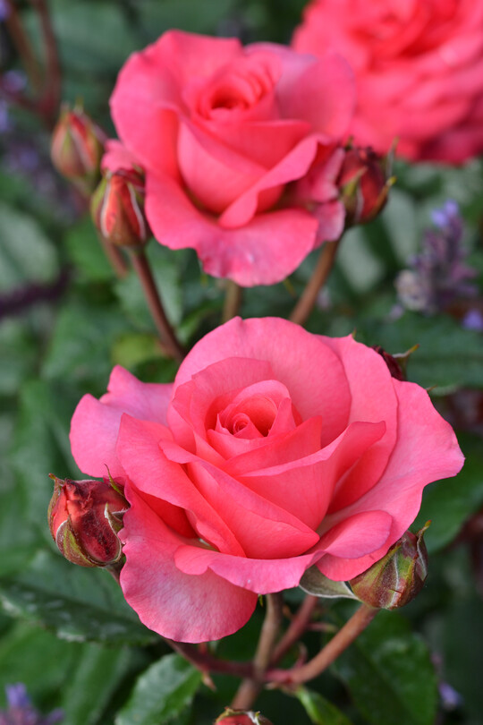 Kompakt wachsende Strauchrose (ca. 120 cm), die hervorragend fr eine Gruppenpflanzung z.B. als Rosenhecke geeignet ist. Leuchtend rosa mit einem Hauch apricot erscheinen die gefllten Blten den ganzen Sommer mit blumig-fruchtigem Duft mit leichter Zitrusnote. Das gesunde Laub ist dunkelgrn, glnzend und zeigt im Austrieb eine auffllige Rotfrbung. In Kombination mit der Bltenfarbe ergibt sich so ein sehr schner Kontrast und eine tolle Fernwirkung. Erhltlich ab Sommer 2024.