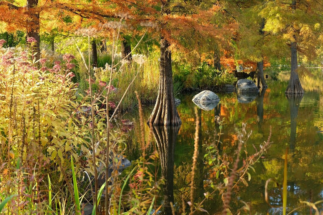   Bald Cypress in Autumn - Siegerfoto des European Garden Photography Award / Schloss Dennenlohe