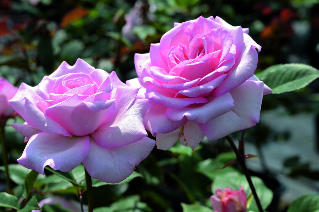 Die Duftrose Tendence aus der All in one-Serie wird 60 cm hoch und ist die perfekte Nachbarin auch im Staudenbeet.