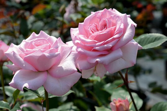 Die Duftrose Tendence aus der All in one-Serie wird 60 cm hoch und ist die perfekte Nachbarin auch im Staudenbeet.