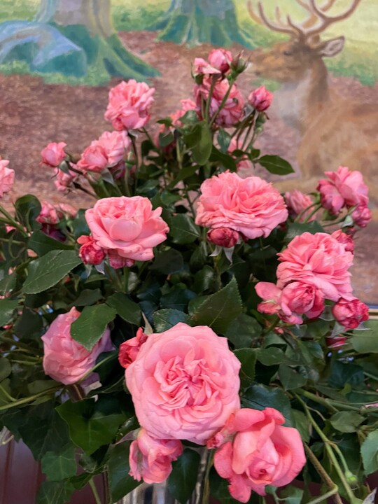 "The Most Beautiful" Tm Plant"n"relax ist Mayte Garcia gewidmet, der Frau des Sngers Prince. Das Lied "The Most Beautiful Girl in The World" wurde Mayte gewidmet. Die Kronprinzessin Mary von Dnemark hat die Floribunda-Rose mit leicht duftenden lachsfarbenen Blten getauft.