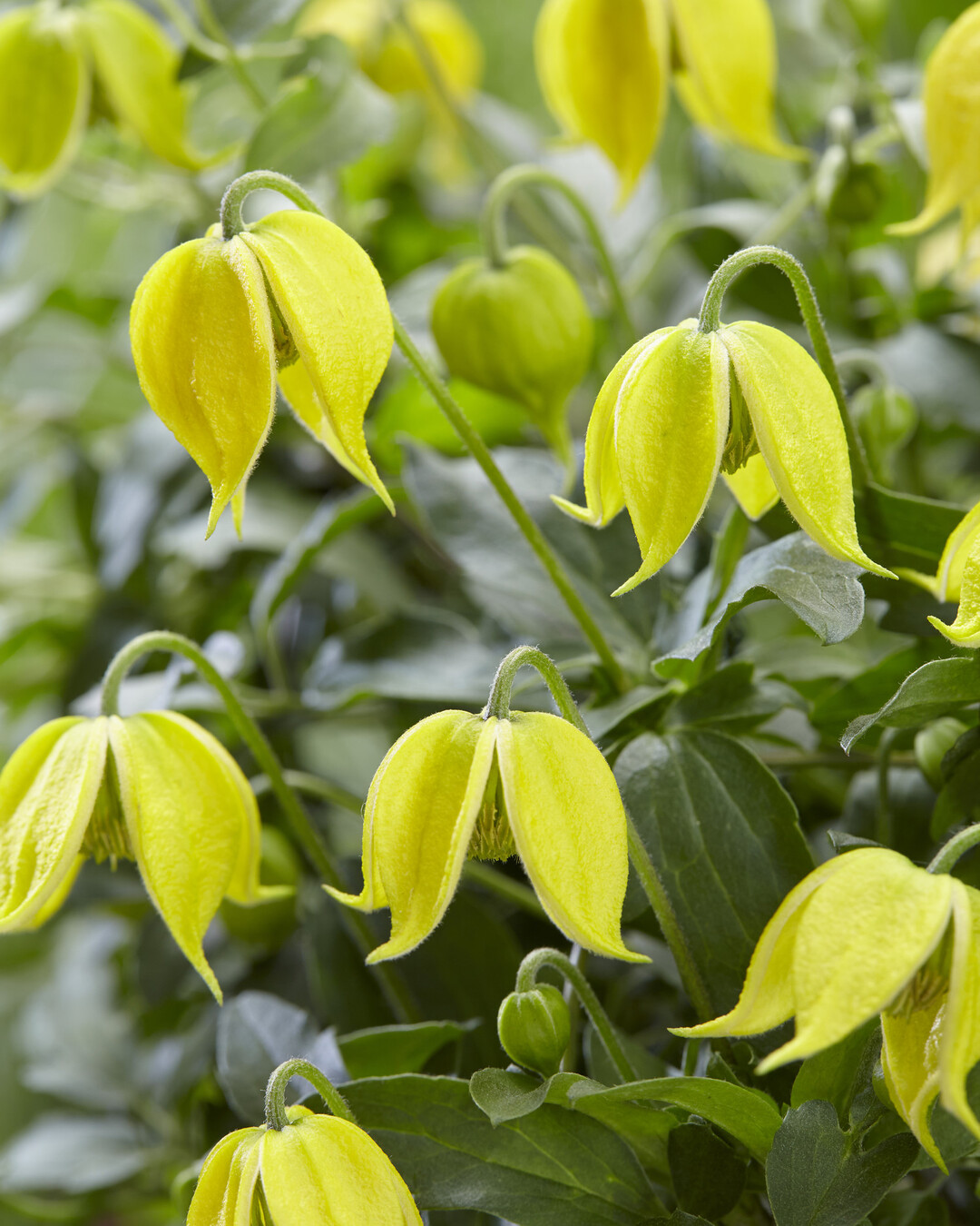 Beste Neuheit auf der Plantarium 2019: Clematis Little Lemons