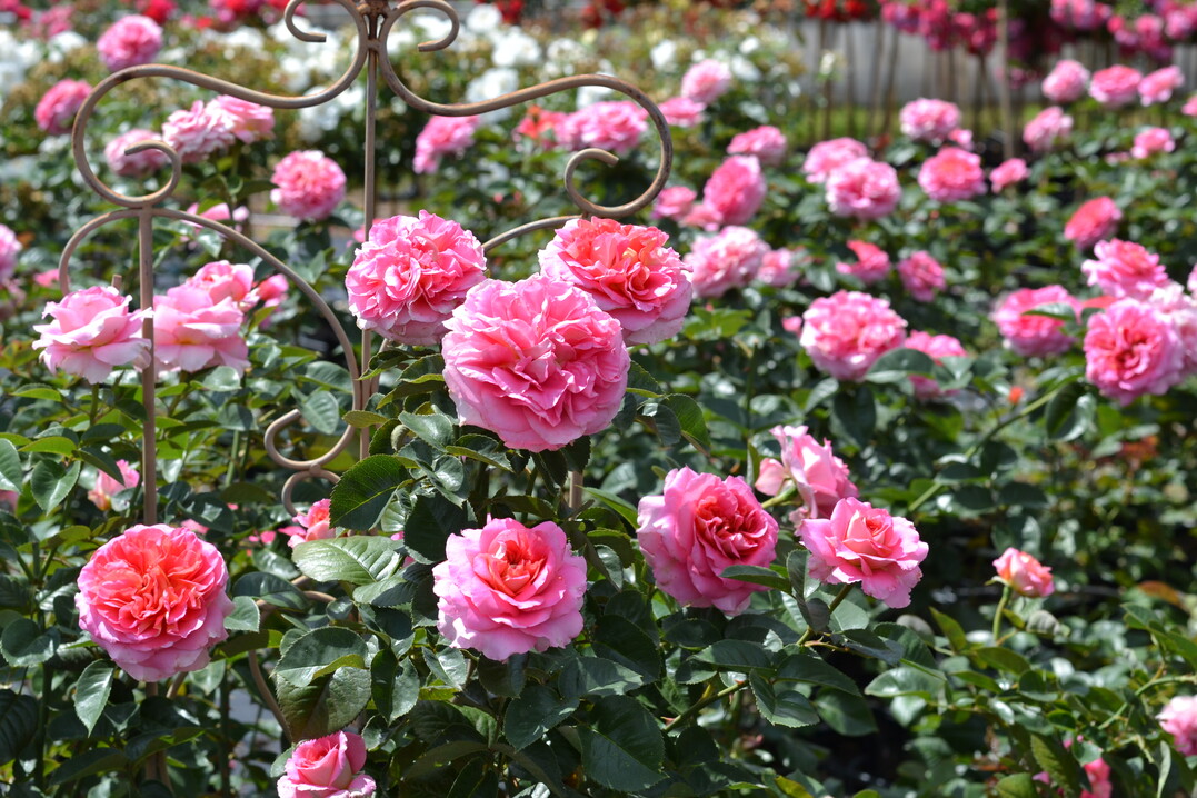 Timeline: Die intensiv rosafarbenen dicht gefllten groen Blten (10 bis 12 cm Durchmesser) dieser bis 120 cm hoch werdenden Strauchrose sind in der Mitte apricot und die Auenseite der Bltenbltter ist hellgelb. Die 10 bis 12 cm groen Blten stehen in Dolden und blhen im Juni/Juli fortlaufend bis Oktober. Die dunkelgrnen, ledrigen glnzenden Bltter treiben rtlich aus. Die blattgesunde Rose duftet stark.