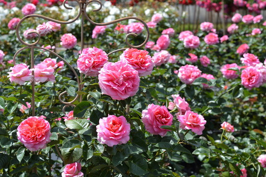 Timeline: Die intensiv rosafarbenen dicht gefllten groen Blten (10 bis 12 cm Durchmesser) dieser bis 120 cm hoch werdenden Strauchrose sind in der Mitte apricot und die Auenseite der Bltenbltter ist hellgelb. Die 10 bis 12 cm groen Blten stehen in Dolden und blhen im Juni/Juli fortlaufend bis Oktober. Die dunkelgrnen, ledrigen glnzenden Bltter treiben rtlich aus. Die blattgesunde Rose duftet stark.