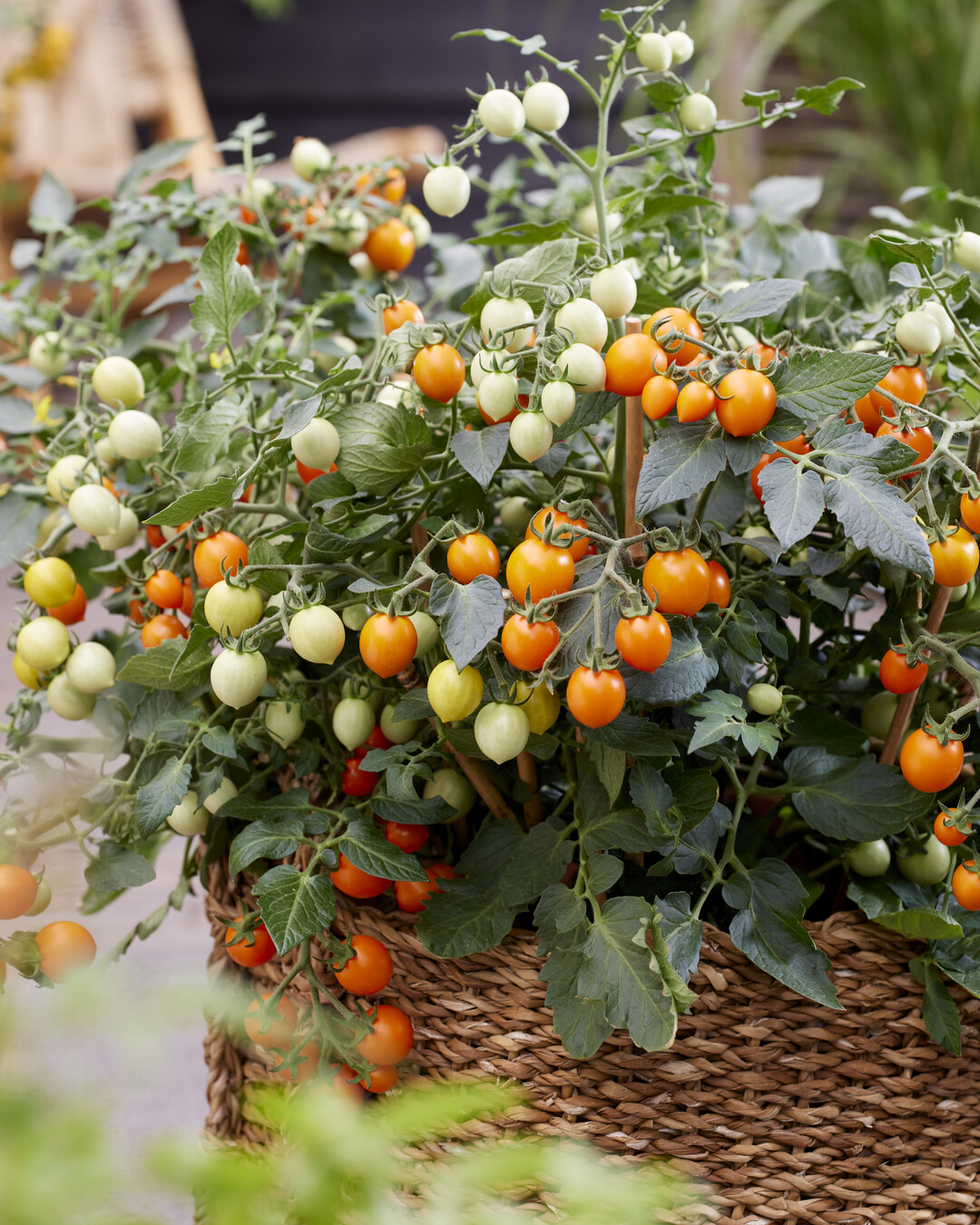 "Tiny Temptations F1 Orange" von Prudac ist eine kleine Tomate mit groem Geschmack!