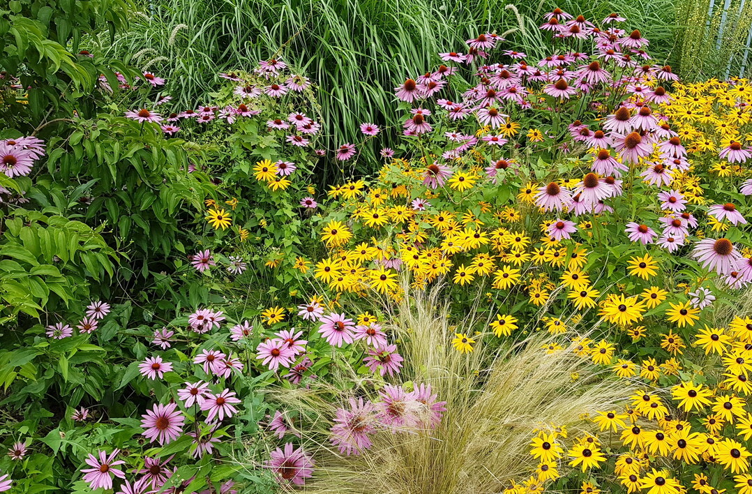 Klimaanpassung: Trockenresistente Pflanzen gibt es für alle Standorte, hier ein sonniges Beet mit Rudbeckien und Echinaceen kombiniert mit Gräsern.