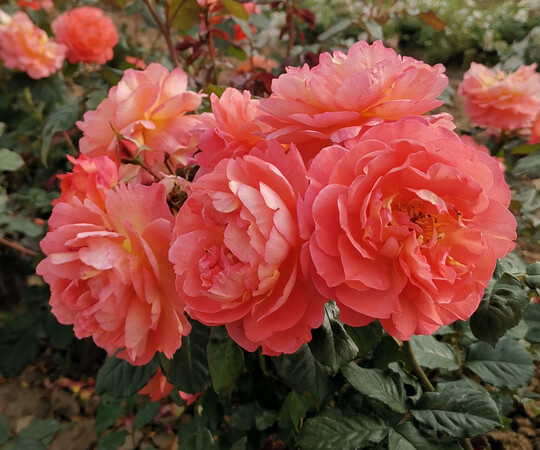 Die als moderne Strauchrose benannte Rose kann ber 1,5 m hoch wachsen mit stark aufrechtem Habitus. Sie beeindruckt mit groen gelb bis orangefarbenen changierenden gefllten Blten mit gutem starken Duft die ganze Saison ber. Der Neuaustrieb zeigt einen Bronzeton. <br>