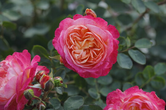 Eine gelb-rosafarben blhende Strauchrose mit 6 bis 8 cm groen Blten. Bogig wachsende Triebe mit einer Wuchshhhe von 120 bis 150 cm. Ihr Laub ist sehr widerstandsfhig gegen Pilzkrankheiten wie Sternrutau und Mehltau und zeigt einen schnen dunklen Glanz. Fr Solitr, Gruppen, Hecken, Mischbepflanzung. Mittelstarker Duft, gut winterhart.<br>