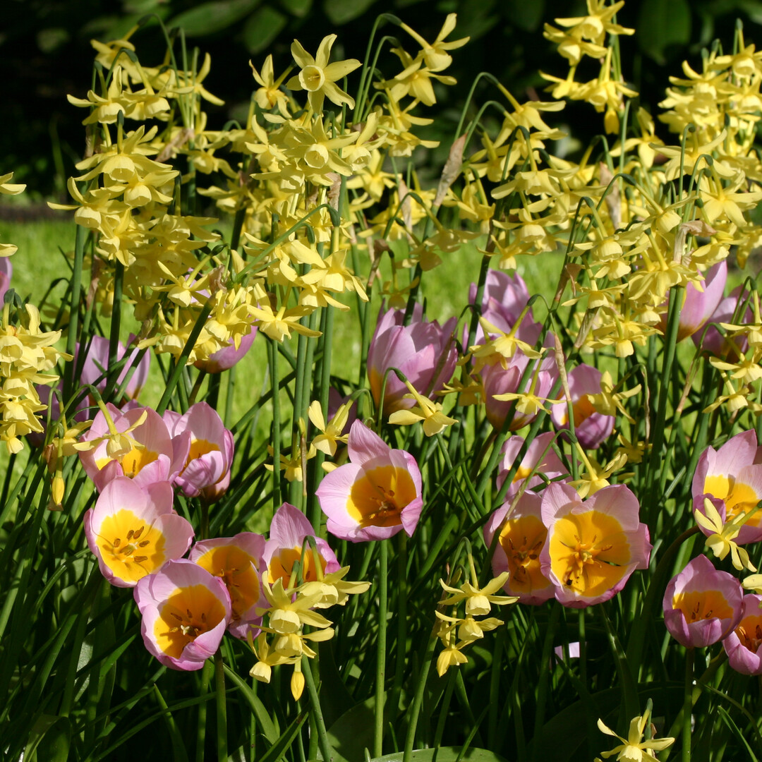Tulipa Bakeri Lilac Wonder mit gelbem Bltenzentrum<br>