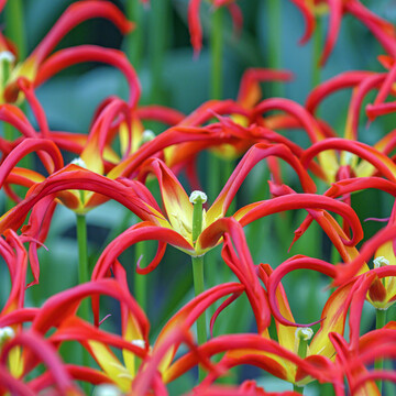 Tulipa "Go Go Red"