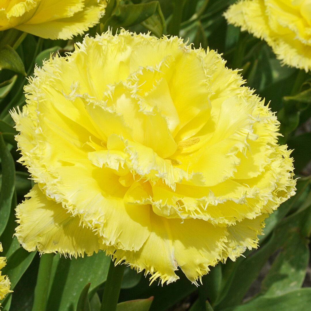 Tulipa "Lemon Shoot"