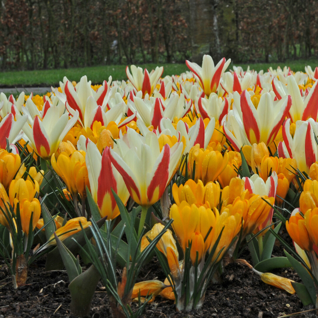 Tulipa The First stammt von T. kaufmanniana ab. Sie ist uerst robust, blht sehr frh und ist langlebig.<br>