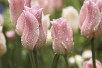 Fototapete "Tulips after Rain" von Photowall.