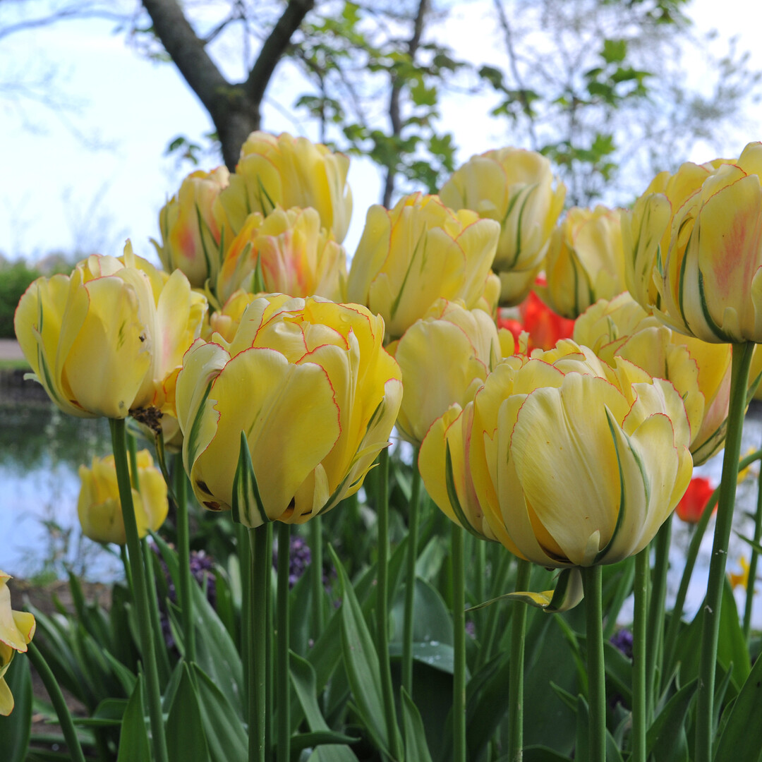 Die Tulpe "Akebono" blüht auch bei später Pflanzung reich und imposant und eignet sich bestens als elegante Platzhalterin für die Dahlie.