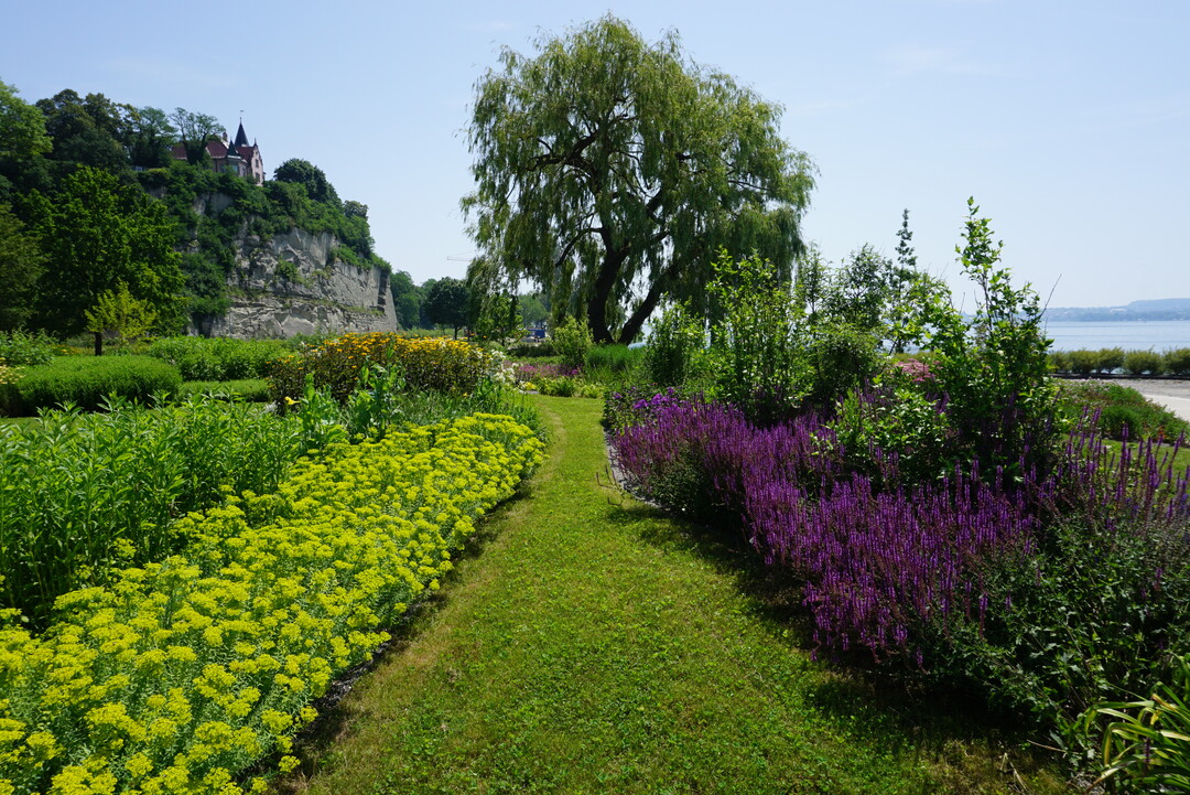 Bis zur Landesgartenschau 2021 wird die Staudenpracht am Uferpark berlingen gut eingewachsen sein. 