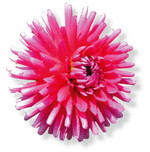 ‘Otto Dix’ bildet im Beet schöne Kombinationen
mit zarteren Rosé- und Violetttöne und wurde bereits 2012 Dahlienkönigin auf der Insel Mainau.