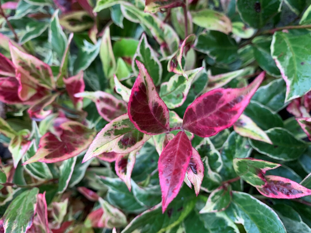 Die Jury schtzt die auerordentlichen Farbtne Rot, Grn und Bunt im Vergleich zu den anderen Traubenheiden als innovativ ein. Die verschiedenen Farbtne in verschiedenen Jahreszeiten und auch in den Wintermonaten gelten als Mehrwert. Die Traubenheide wchst langsam und braucht demzufolge auch nicht viel Pflege.
Sie ist auch eine Art, die perfekt zu dieser seltsamen Zeit passt. Denn was wir im Moment brauchen sind Freiheit, Kreativitt und Verspieltheit. All diese Eindrcke kann diese Pflanze auf die Terrasse zaubern, denn sie besitzt das Potenzial, uns glcklich zu machen. Diese Sorte wurde von Van Vliet New Plant Bv, Stroe/NL eingereicht.
  
