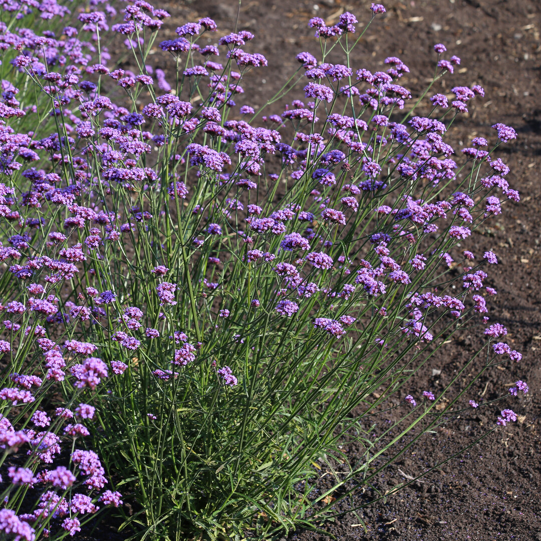   Verbena bonariensis 'Vanity'
