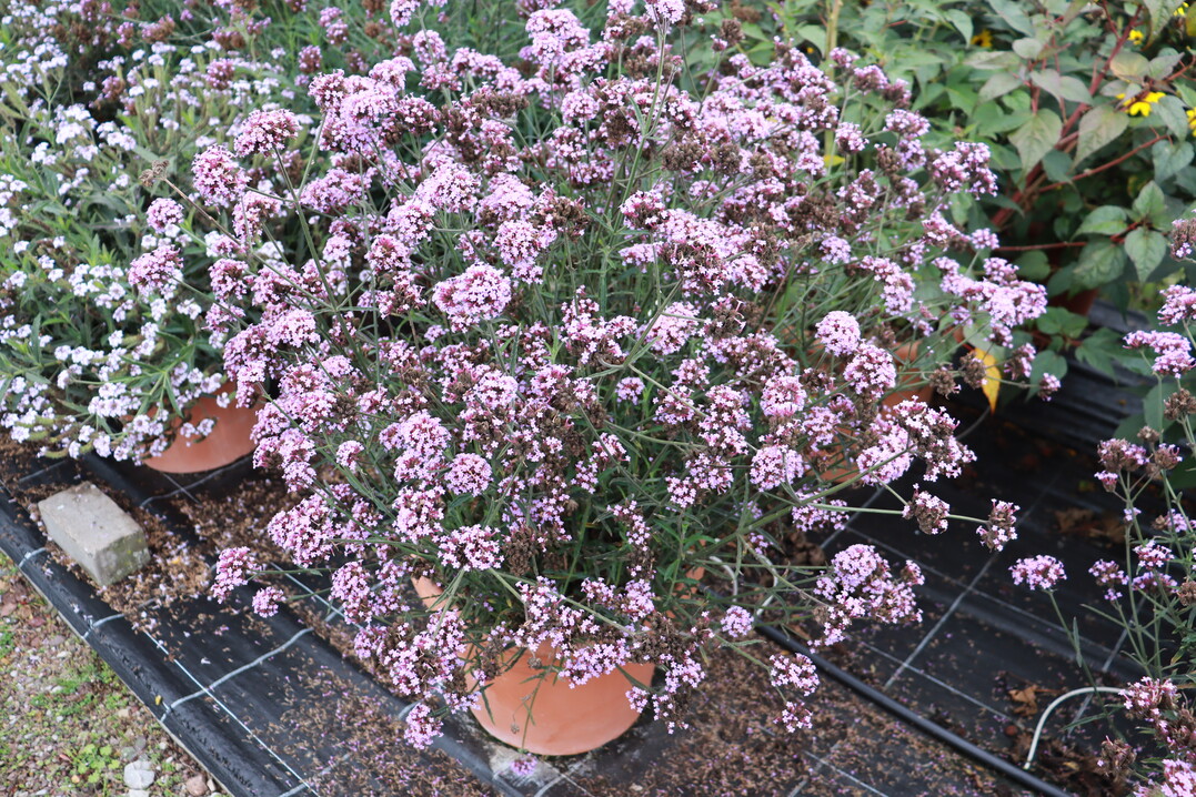   Verbena bonariensis 'Royal Dreams', eine mittelhohe Sorte mit guter Verweigung, eignet sich fr Beet und Kbel. (Volmary) (Volmary)  