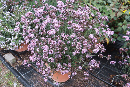   Verbena bonariensis 'Royal Dreams', eine mittelhohe Sorte mit guter Verweigung, eignet sich fr Beet und Kbel. (Volmary) (Volmary)  
