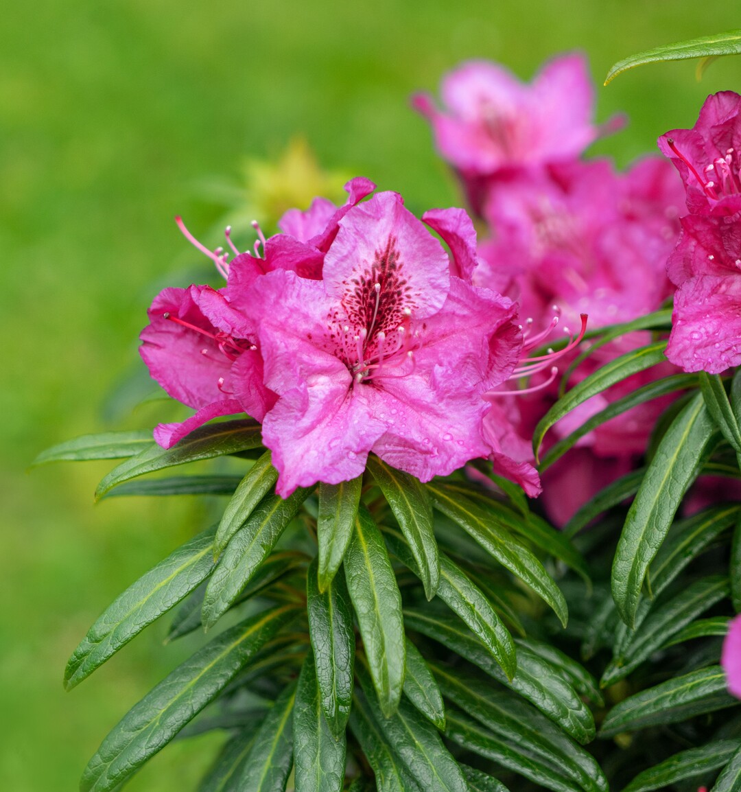 Rhododendron Grazeasy, eine neue INKARHO-Sorte
