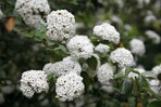 Viburnum x burkwoodii<br>