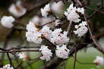 Viburnum farreri<br>