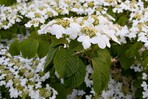 Viburnum plicatum<br>